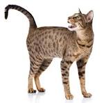 10 Most Dog-Like Cat Breeds