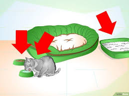 How To Care For Your Cat After Neutering Or Spaying Cat Neutering Neuter Kitten Care