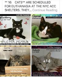 Some cats and dogs need an attentive foster caregiver to help socialize them so they'll become more confident and trusting. Cats To Die 10 29 18 Cats Foster Cat Cats And Kittens