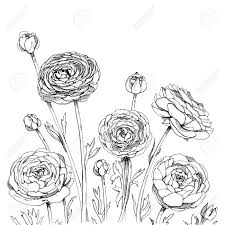 Pin By Elena Polyanskaya On Drawing Ranunculus Flower Sketches Ranunculus Tattoo Tattoo Black And White