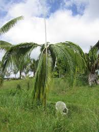 Image result for Dictyosperma