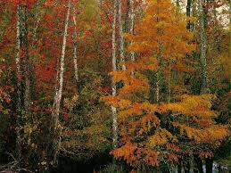 Unsplash is an online photography repository with free to download images from their. Fall Scenes Wallpaper And Screensavers Hope You Enjoy This Free Fall Scene Wallpaper Download From Our Autumn Fall Background Fall Wallpaper Scene Wallpaper