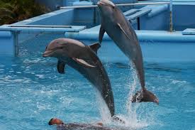 Manati park is a huge garden set in 80.000 m2 of typical caribbean flora and fauna. Manati Park Mapio Net