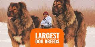 20 Largest Dog Breeds Sizes Rankings Popularity Prices