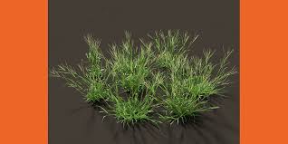 Image result for Digitaria brazzae