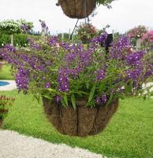 Beautiful tobacco basket measuring 19x10x3 with a wood welcome sign in. Hanging Baskets Ideas Costa Farms