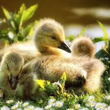Canada Geese Goslings Tiere Enten Beautiful