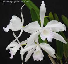 Cattleya Purpurata Var Suave Cattleya Orchids Plants