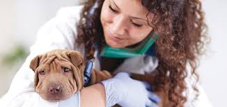 Keystone Veterinarian Winter 2023 by Hoffmann Publishing Group