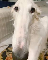 Eris, a borzoi, was adopted as a puppy by owner lily kambourian, 27, in 2018. What Is The Dog With The Longest Nose In The World Quora