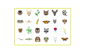 Pyramids of biomass and numbers. Food Chains Food Webs Pbt