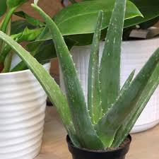 Image result for Aloe