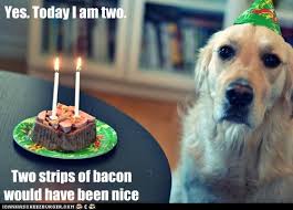 I Has A Hotdog Cake Funny Dog Pictures Dog Memes Puppy Pictures Pictures Of Dogs Dog Pictures Funny Pictures Of Dogs Dog Memes Puppy Pictures Doge Cheezburger