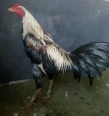 Ayam bangkok memang sudah terkenal dengan keunggulannya. Ayam Mangon Ciri Ciri Kelebihan Kekurangan Dan Cara Merawatnya Syahrulanam Com