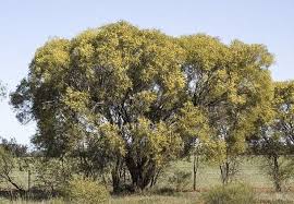 Image result for Acacia haematoxylon