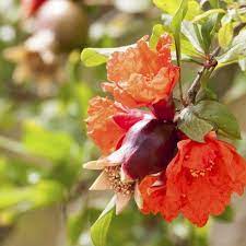 Effortless shade, from greens to blazing reds. When Do Pomegranate Trees Bloom Hunker Botanical Flowers Pomegranate Pomegranate Art