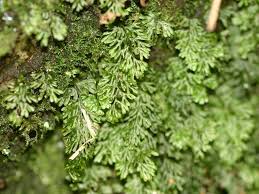 Image result for Hymenophyllum triangulare