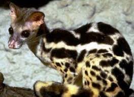 Banded Linsang Cute Animals Mammals Wild Cats
