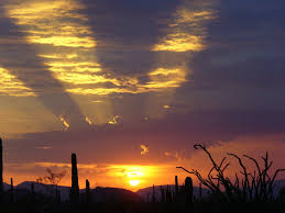 Joshua tree national park, california going to wilderness society. Organ Pipe Cactus National Monument Things To Do Desertusa