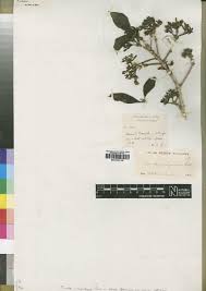 Image result for Pavetta cataractarum