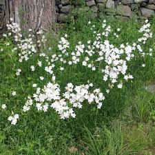 Campanula Persicifolia Grandiflora Alba In 2020 White Flower Farm Campanula White Gardens