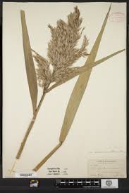 Image result for Phragmites mauritianus