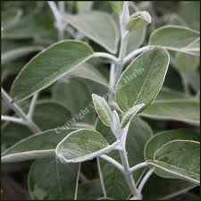 We did not find results for: Buy Salvia Discolor Andean Silver Leaved Sage From Norfolk Herbs