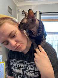 The Ginger Cat House Rescue, Refuge and Rehome centre. Surrey UK added a... 