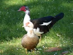 Canard de barbarie à vendre tèl: Bien S Occuper D Un Canard De Barbarie