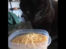 Plating your rice krispie turkeys. Cat Eating Rice Krispies Youtube