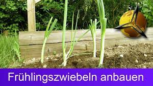 Frühlingszwiebeln kann man selber nachwachsen lassen, so hat man immer welche auf vorrat. Fruhlingszwiebeln Anbauen Nachwachsen Lassen Youtube