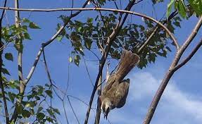 Jenis makanannya disesuaikan saja dengan burung yang sedang diincer. Cara Membuat Jebakan Burung Sederhana Dan Efektif Juraganhobi Com