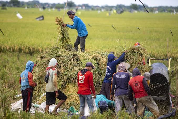 Kesejahteraan Petani Jadi Fondasi Ketahanan dan Kedaulatan Pangan Nasional
