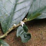 Image result for Octolepis