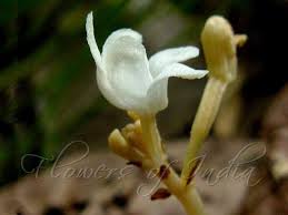 Image result for Didymoplexis