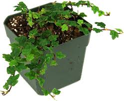 Image result for Ficus persicifolia