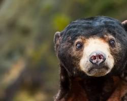 Image of Cambodian wildlife