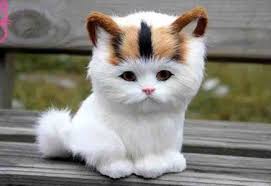  Meow The Most Common Word In The Language Of Cats Weird Animal Facts Weird Animals Kittens Cutest