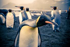 The participants will push themselves closer and closer to the group's shifting center to keep warm. 20 Black And White Facts About Penguins Mental Floss