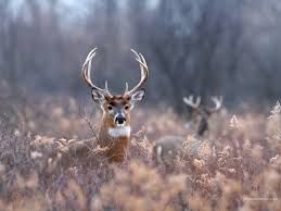 We have the best collection of whitetail deer wallpaper free. Free Download Download Definition Whitetail Deer Wallpaper High Definition Deer 1600x1200 For Your Desktop Mobile Tablet Explore 49 Whitetail Buck Wallpaper Free Free Deer Screensavers And Wallpaper Deer Wallpapers