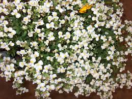 Image result for Nemesia fruticans
