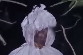 Prank pocong, pocong ikut sholat, film, film horor, prank, sutradara kampung, prank pocong. Tali Pocong Antara Mitos Dan Kesaktian Media Pakuan