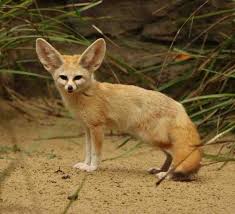 Resultado de imagen de fennec fox"