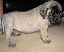 English Mastiff Wikipedia