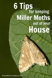 You'll need to find the source of the eggs. 6 Ways To Keep Miller Moths Out Of Your House The Prairie Homestead