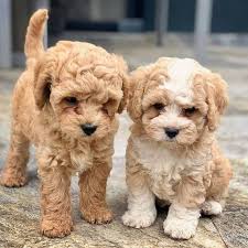 French poodles now serve as companions, guide dogs and circus performers. Mini Poodle Puppies Home Facebook