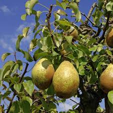 Varietes Anciennes Et Locales Patrimoine De Fruitiers Abricotier Rouge Du Roussillon Abricotier Tardif De T En 2020 Comment Faire Une Bouture Fruitier Abricotier