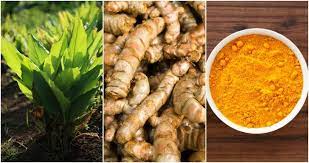 Fill it with potting soil and compost and then plant your turmeric with the nub end pointing up. How To Grow Turmeric 10 Brilliant Ways To Use It