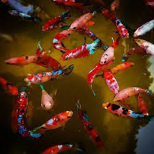 Betta Koi Fish Pond In 2020 Betta Fish Types Betta Fish Betta