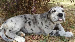 If this is a case where a solid marked merle x solid marked black created show marked harlequins i know that people would be interested in seeing pictures, especially the gdca color committee. Merles Harlequins And Whites South African Great Dane Association